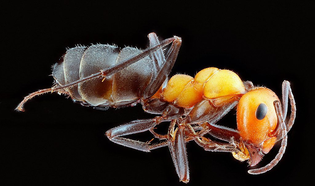 Ant Control service in Edinburg, TX