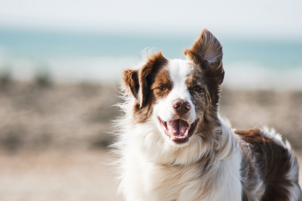 Flea & Tick Control service in Edinburg, TX