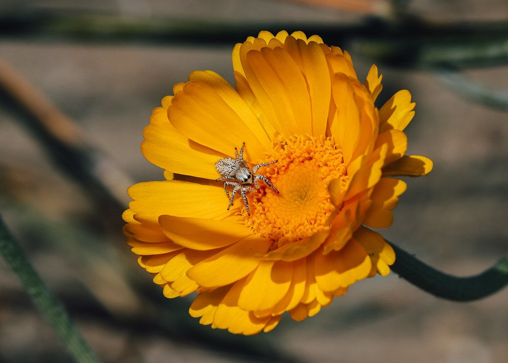 Spider Control service in Edinburg, TX